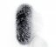 Kožušinový lem na kapucňu - golier medvedíkovec M 36/6 (75 cm)