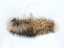 Fur trim on the hood - raccoon collar snowtop M 35/6 (61 cm) 2