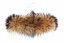 Kožešinový lem na kapuci - límec mývalovec snowtop M 35/42 (70 cm) 2